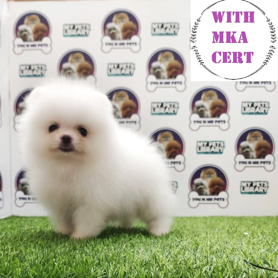 MKA Tiny Pomeranian Puppy (Male) For Sale