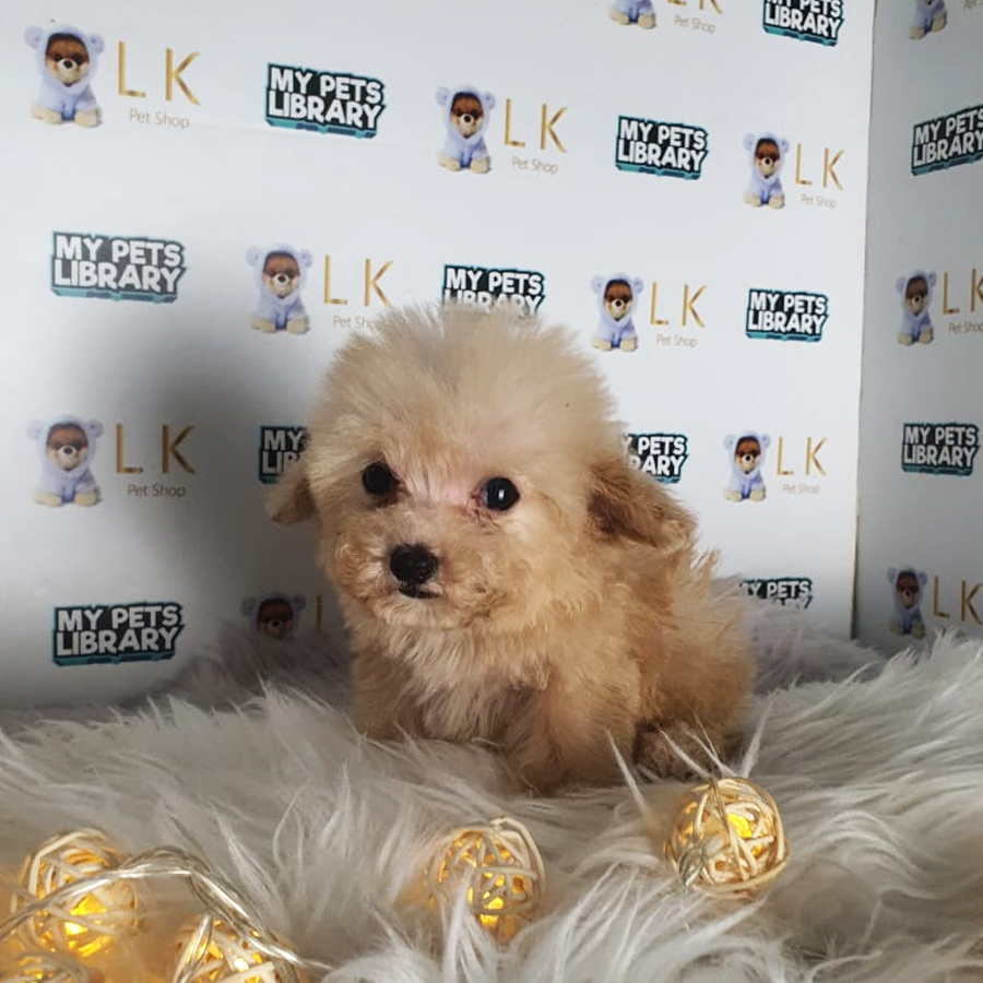 Tiny Poodle Puppy (Female) For Sale