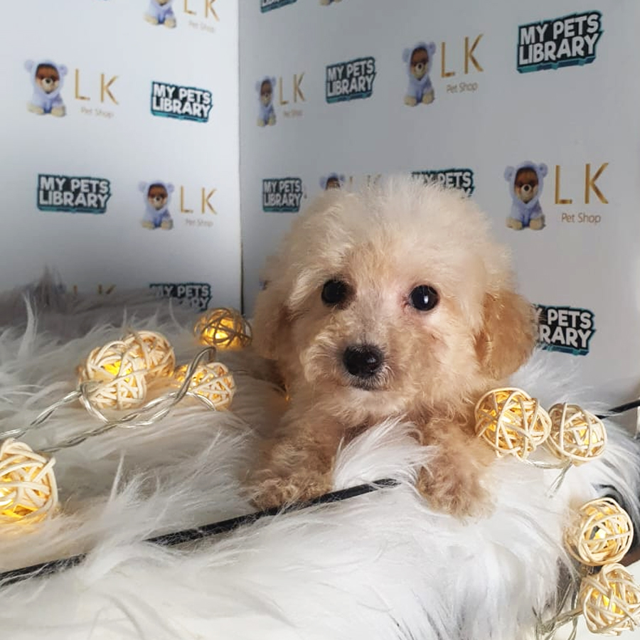 Tiny Poodle Puppy (Female) For Sale