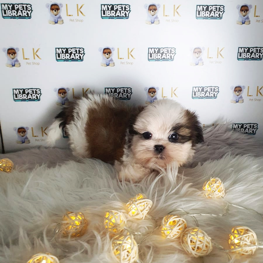 Shih Tzu Puppy (Male) For Sale