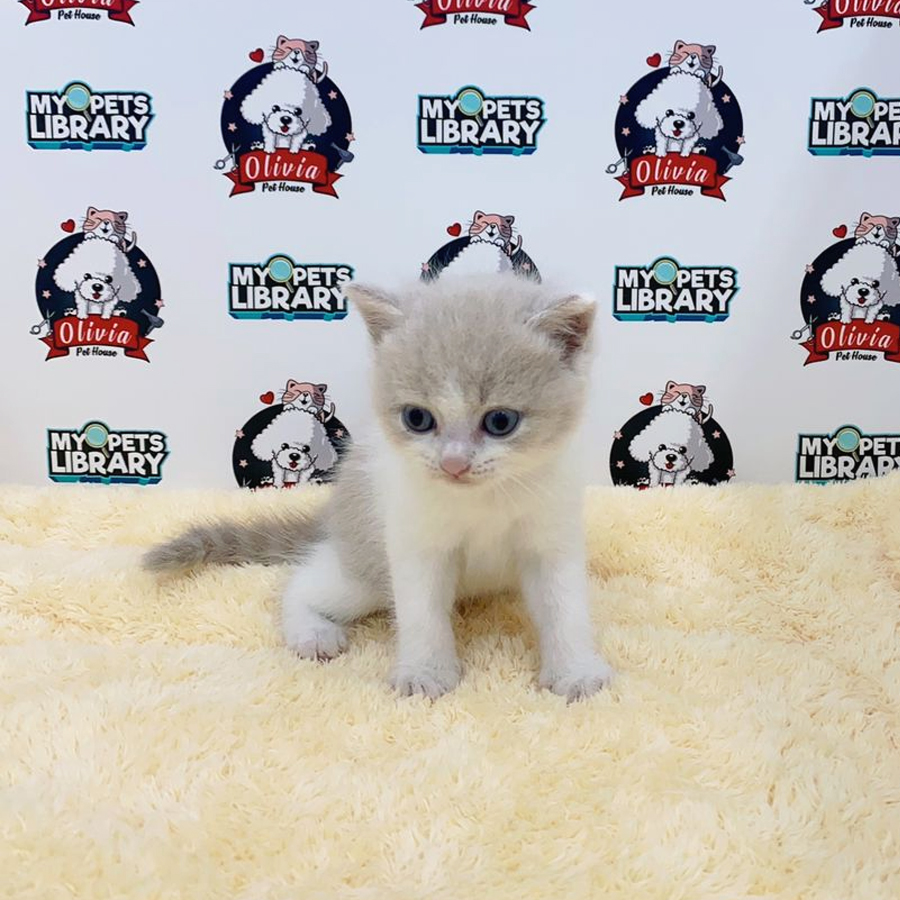 British Shorthair Kitten (Male) For Sale