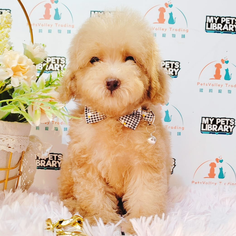 Toy Poodle Puppy (Male) For Sale