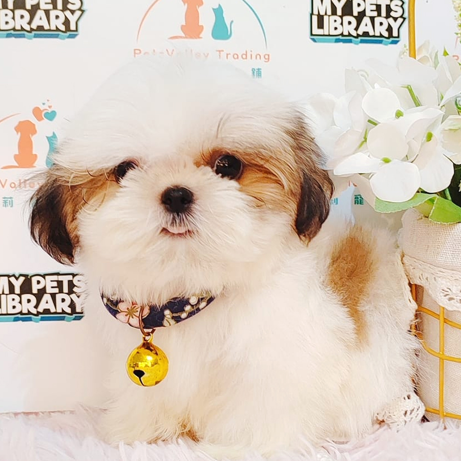 Shih Tzu Puppy (Female) For Sale