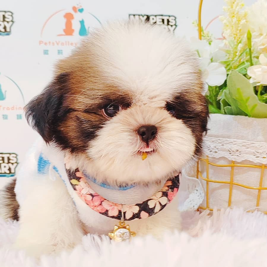 Shih Tzu Puppy (Male) For Sale