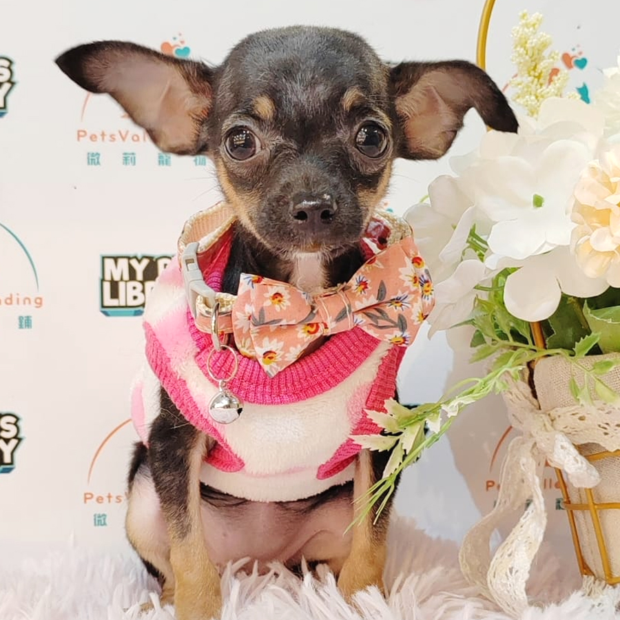 Chihuahua Puppy (Female) For Sale