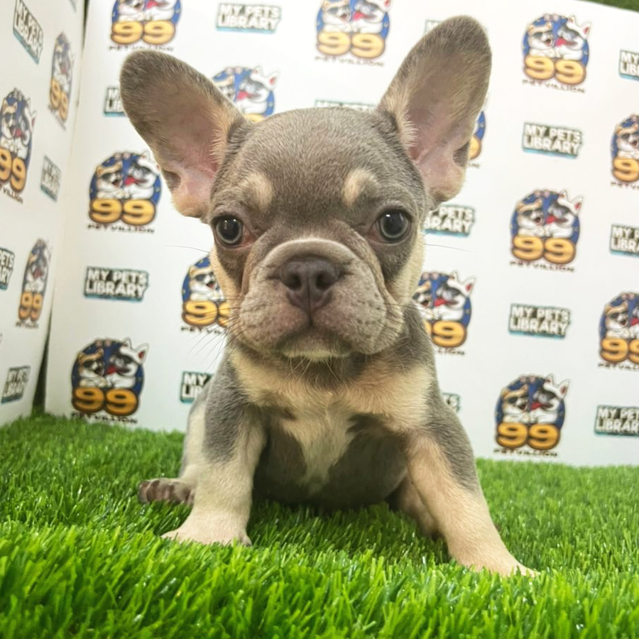 French Bulldog Puppy (Male) For Sale