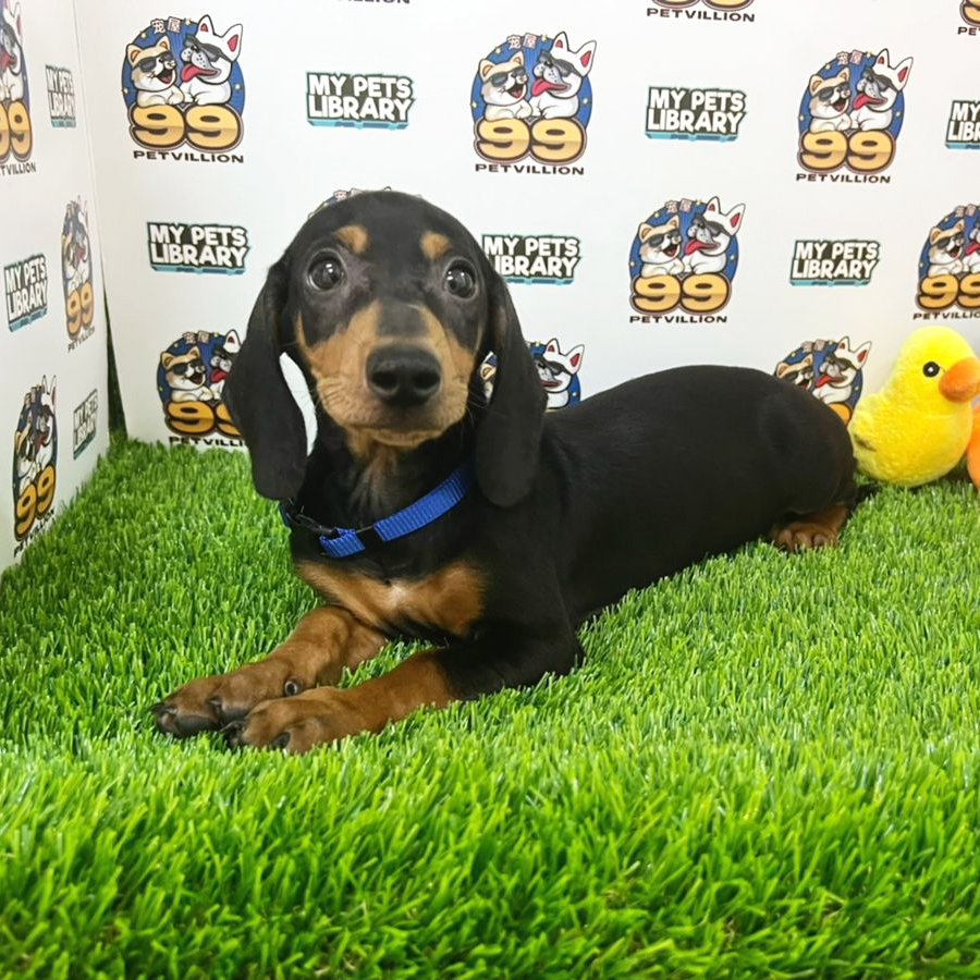 Miniature Dachshund Puppy (Male) For Sale