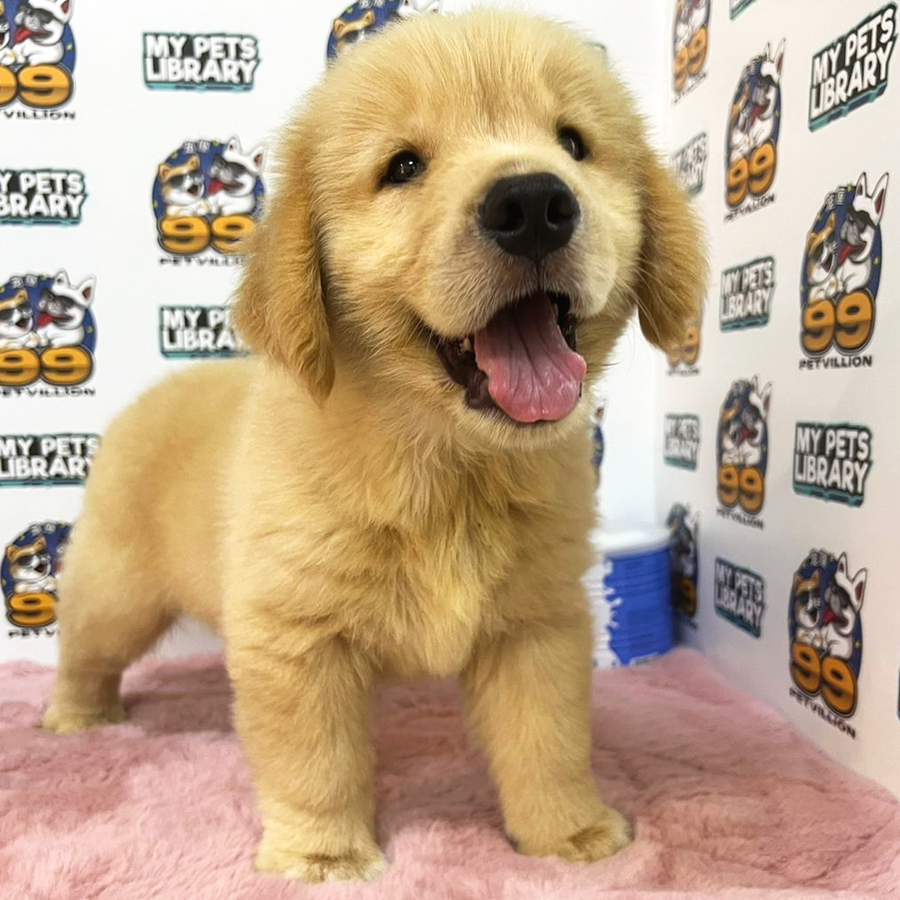 Golden Retriever Puppy (Male) For Sale