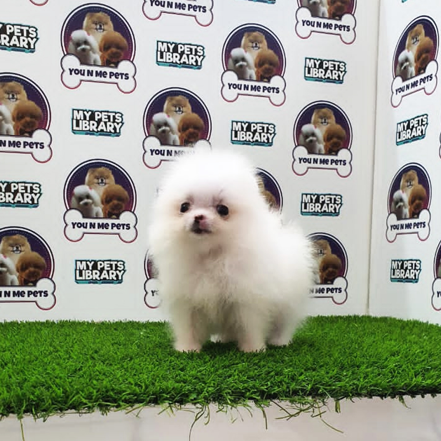 MKA Teacup Pomeranian Puppy (Female) For Sale