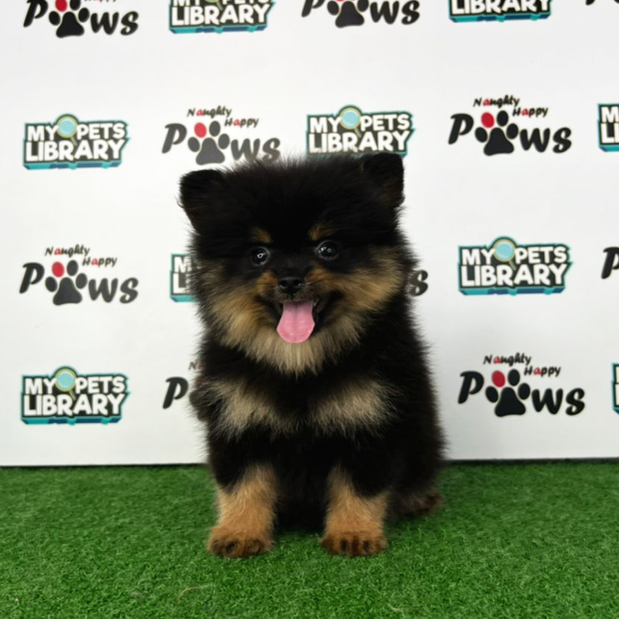 Pomeranian Puppy (Female) For Sale
