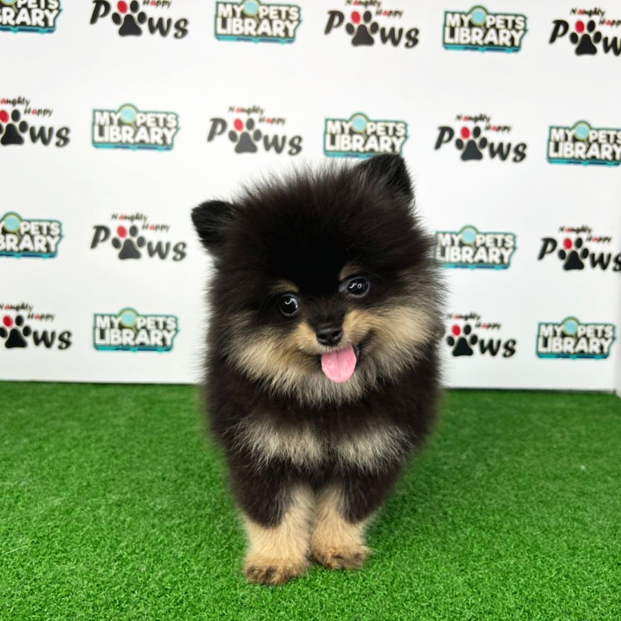 Pomeranian Puppy (Male) For Sale