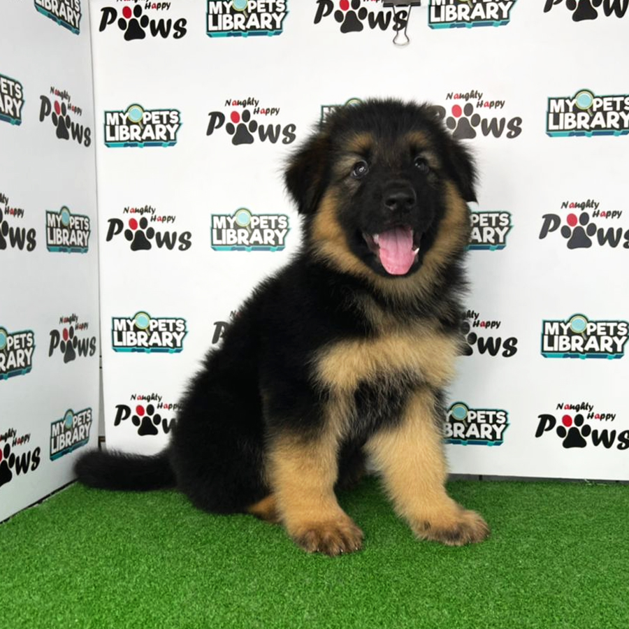 German Shepherd Puppy (Male) For Sale