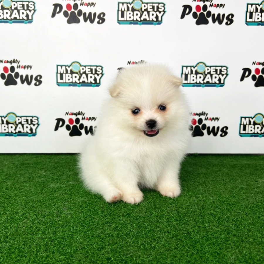 Pomeranian Puppy (Female) For Sale