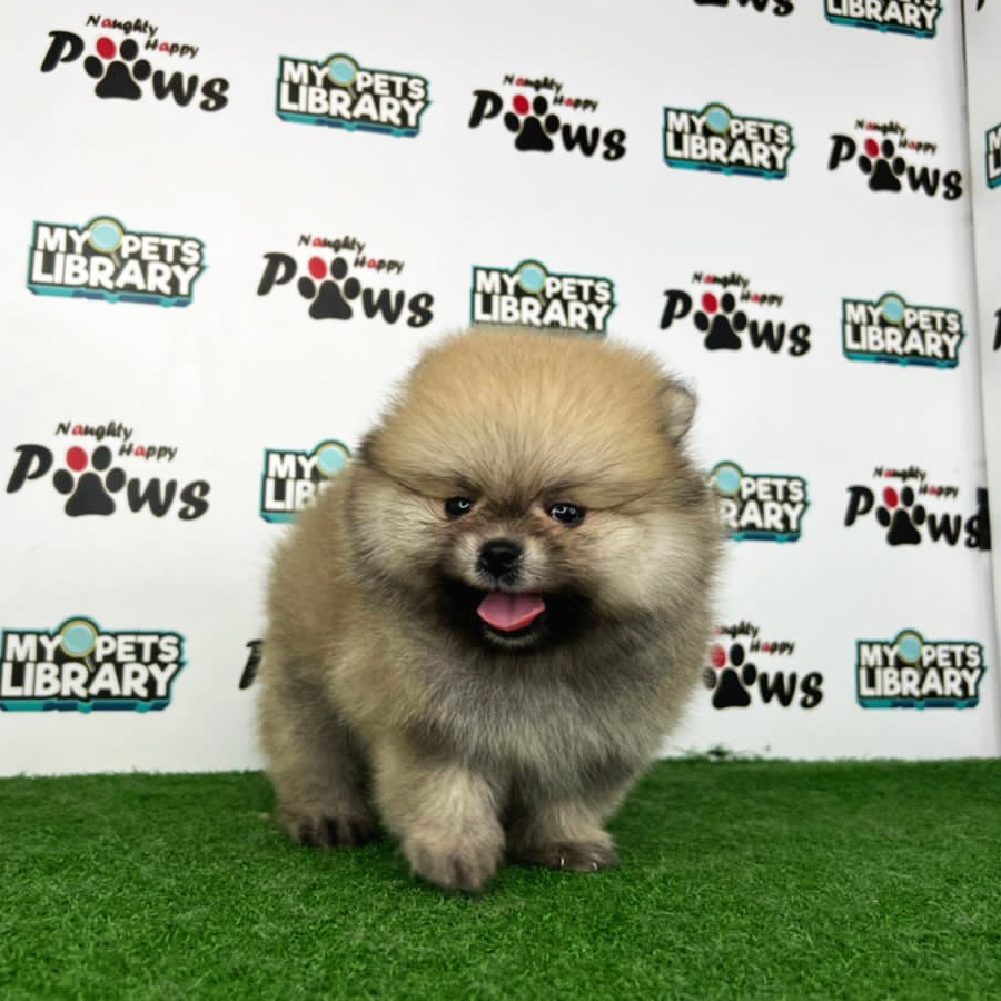 Pomeranian Puppy (Male) For Sale