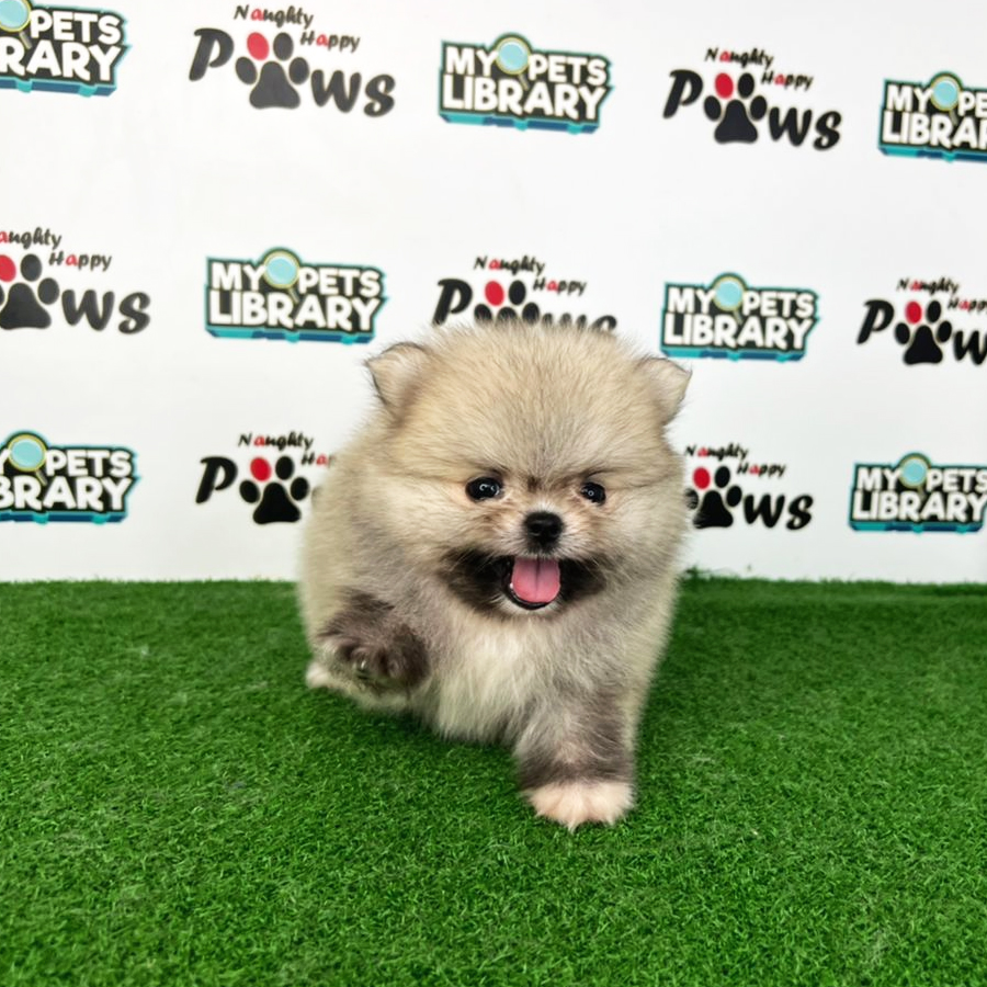 Pomeranian Puppy (Male) For Sale
