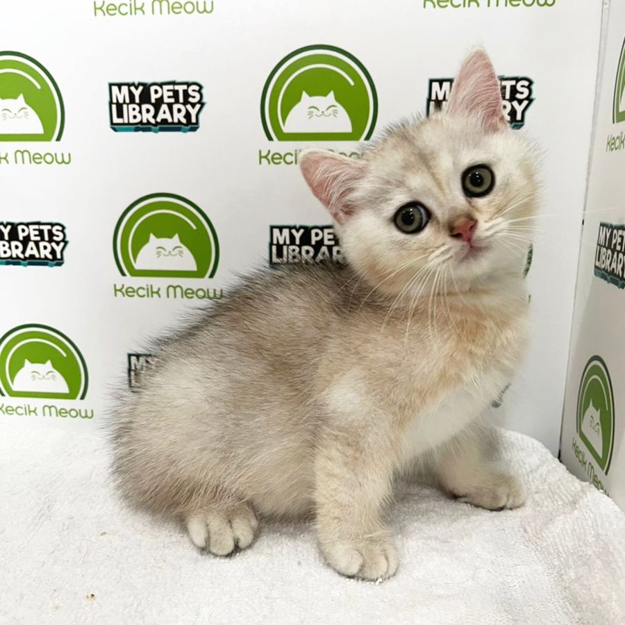 British Short Kitten (Male) For Sale