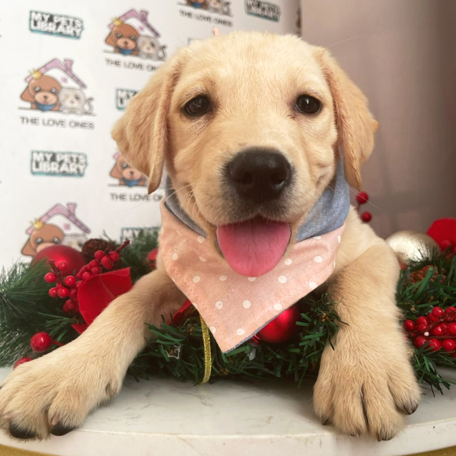 MKA Labrador Retriever Puppy (Female) For Sale