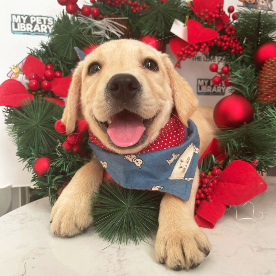 MKA Labrador Retriever Puppy (Male) For Sale