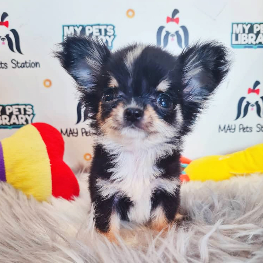 Longcoat Chihuahua Puppy (Female) For Sale