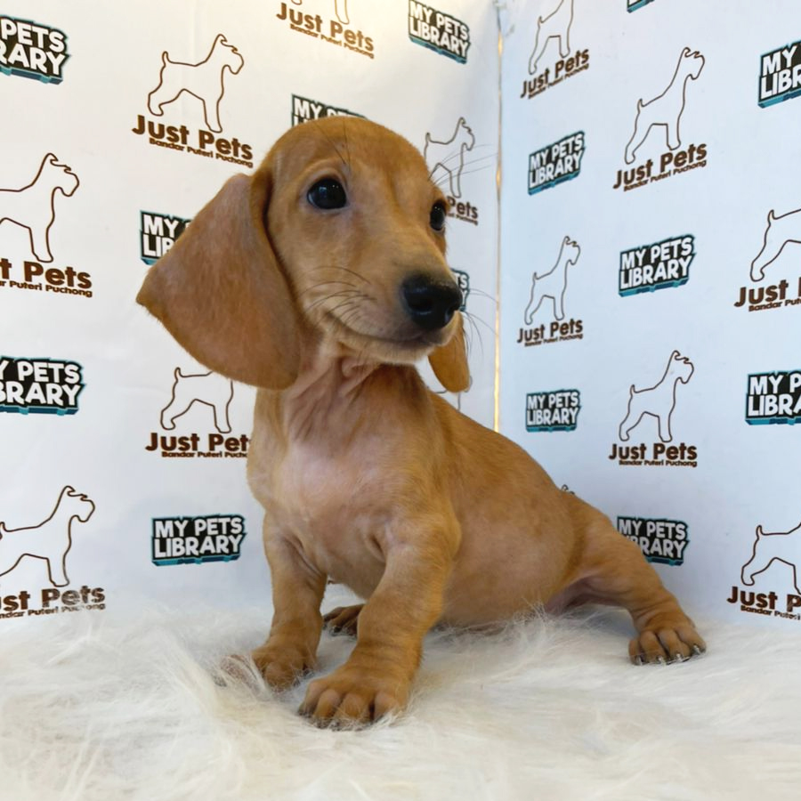 Miniature Dachshund Puppy (Male) For Sale
