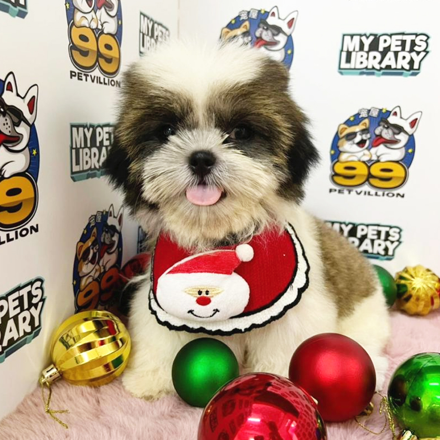 Shih Tzu Puppy (Male) For Sale