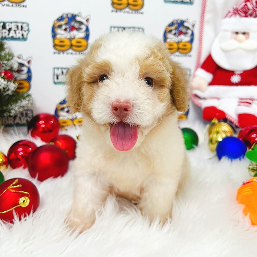 Maltipoo Puppy (Male) For Sale