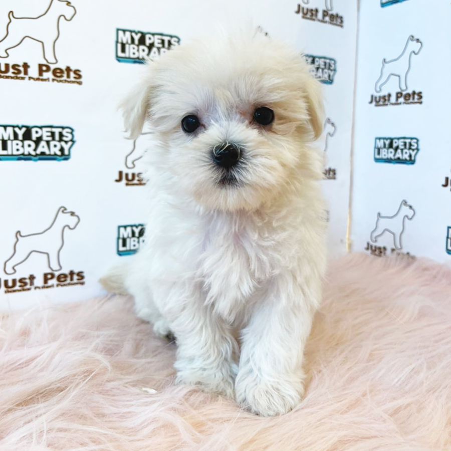 MKA Maltese Puppy (Male) For Sale