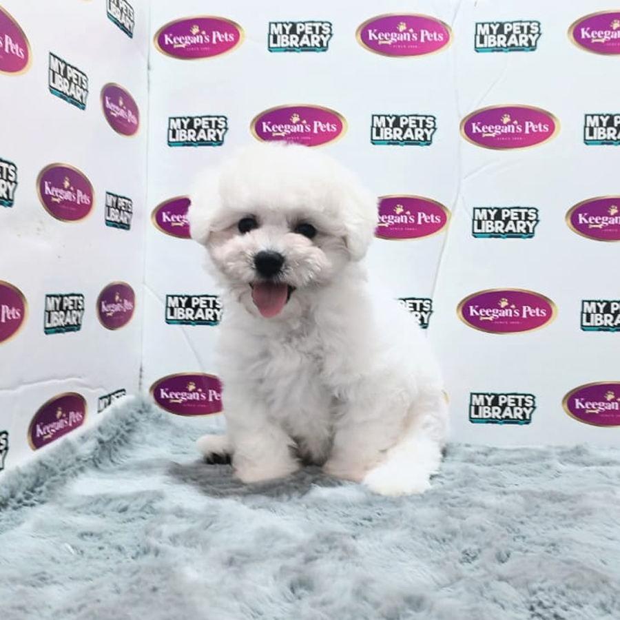 MKA Bichon Frise Puppy (Female) For Sale