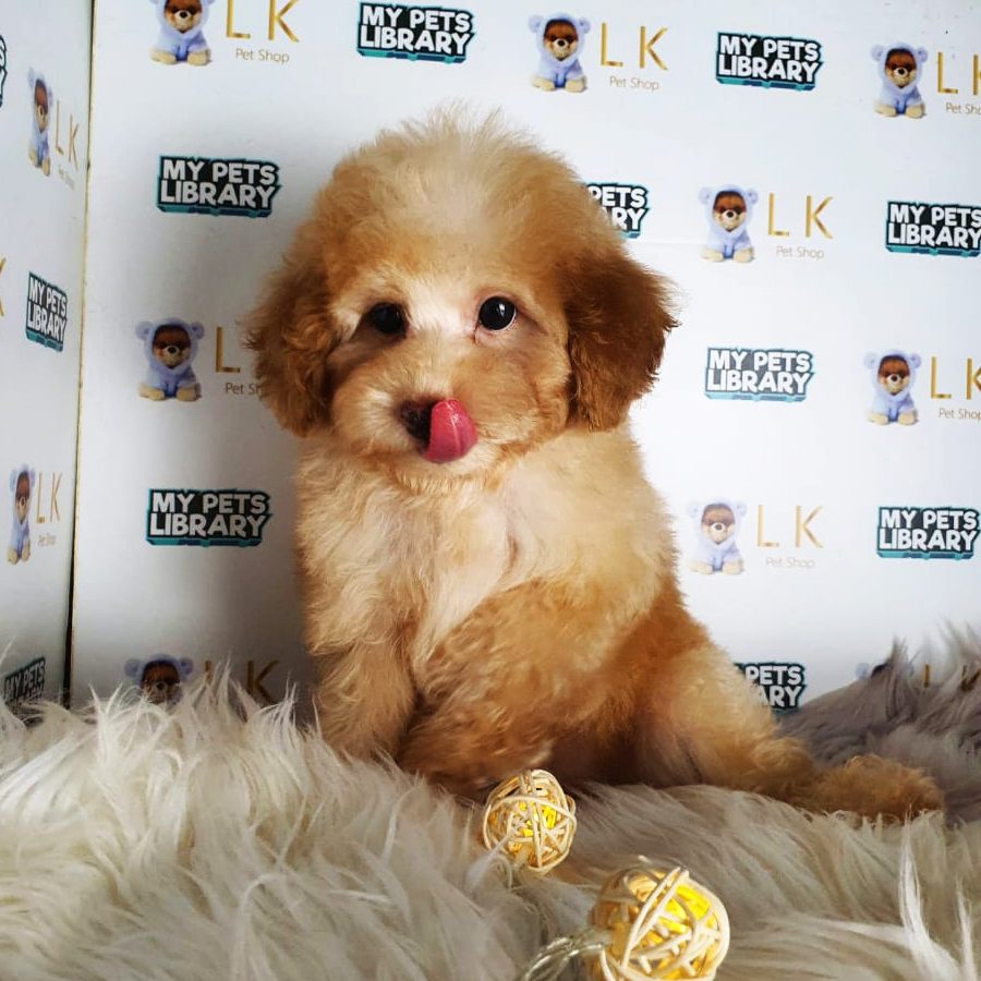 Toy Poodle Puppy (Male) For Sale