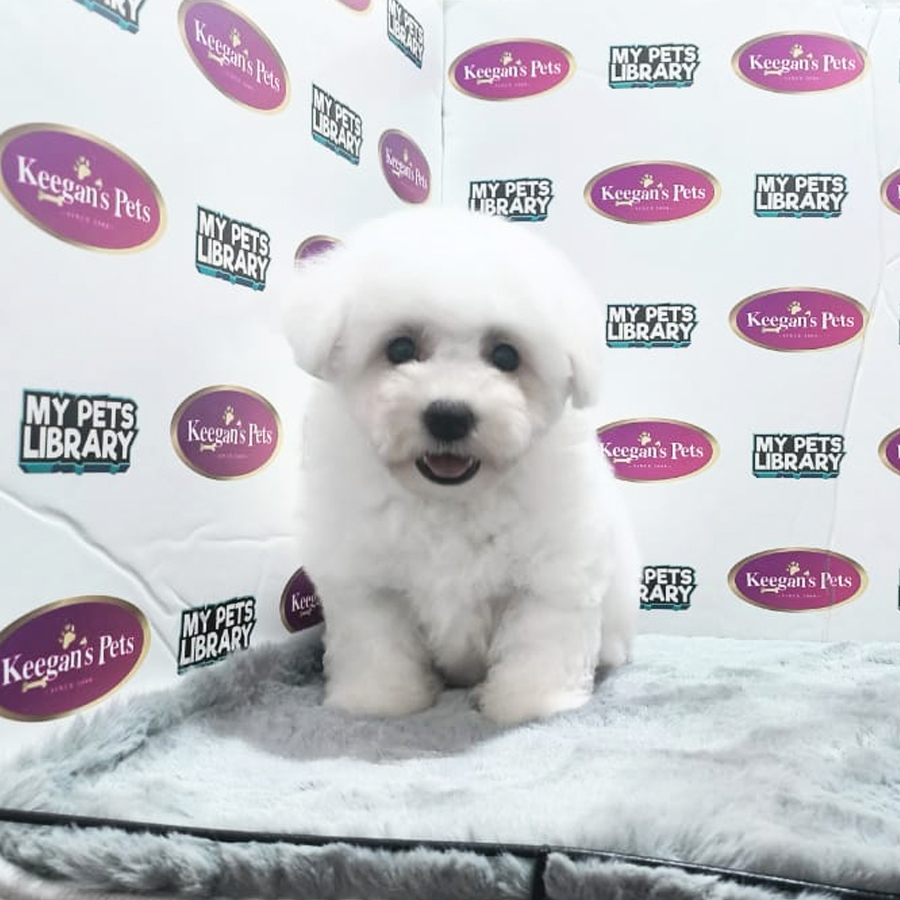 MKA Bichon Frise Puppy (Female) For Sale