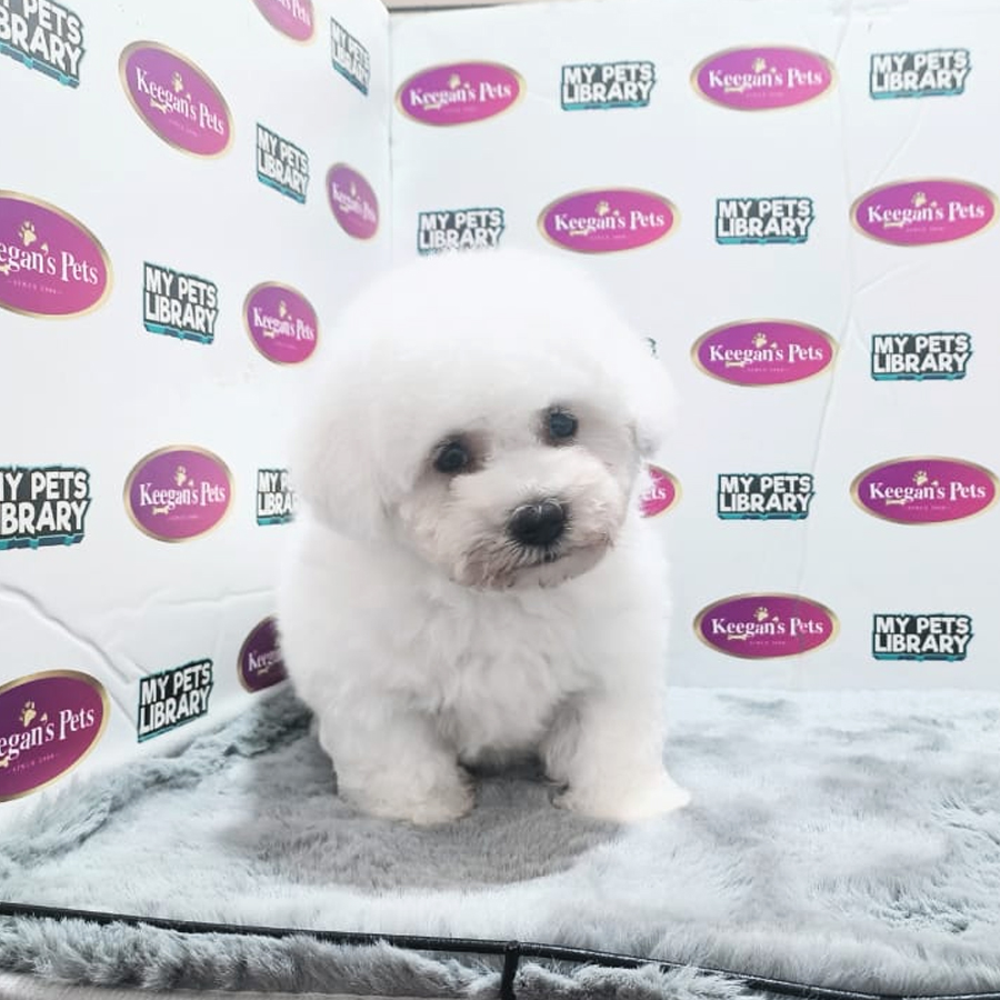 MKA Bichon Frise Puppy (Male) For Sale
