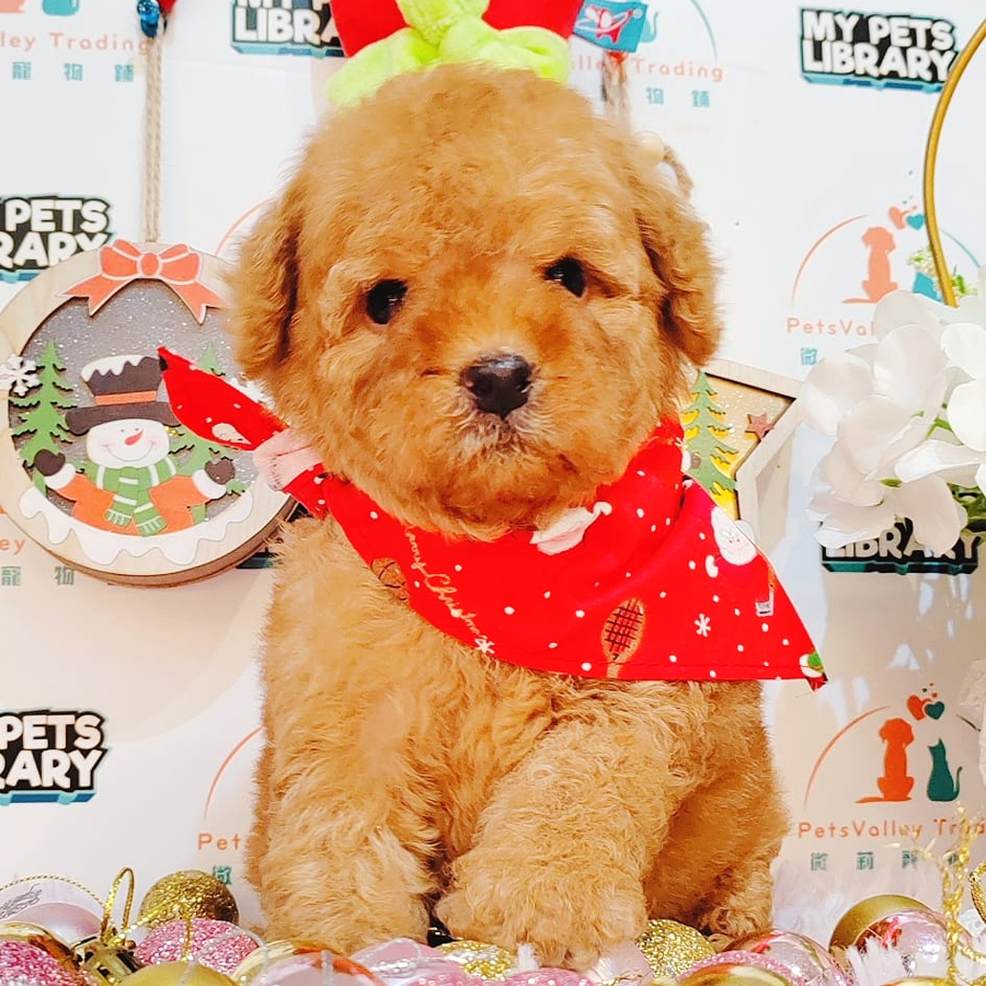 Toy Poodle Puppy (Male) For Sale