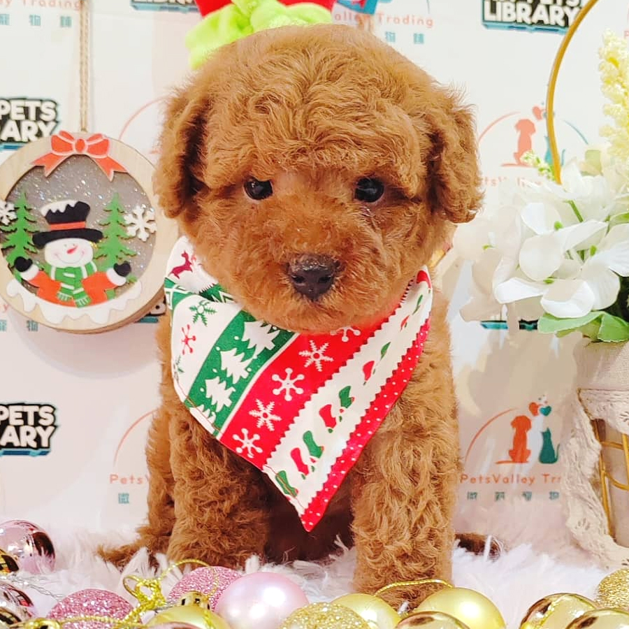 Toy Poodle Puppy (Male) For Sale