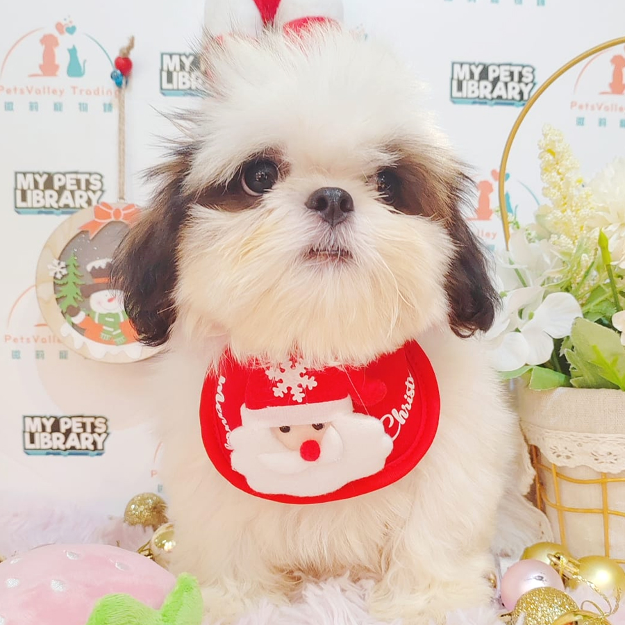 Shih Tzu Puppy (Female) For Sale