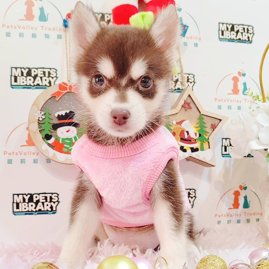 Pomsky Puppy (Male) For Sale