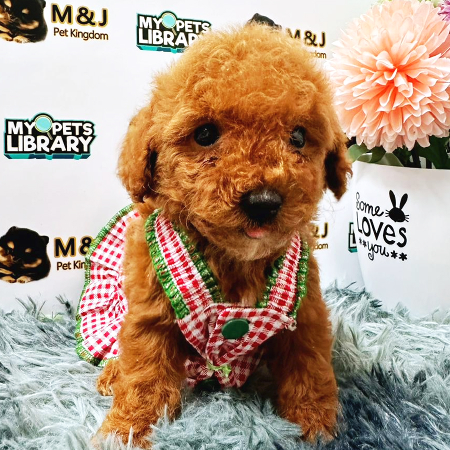 Toy Poodle Puppy (Female) For Sale