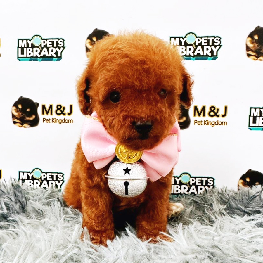 Toy Poodle Puppy (Female) For Sale