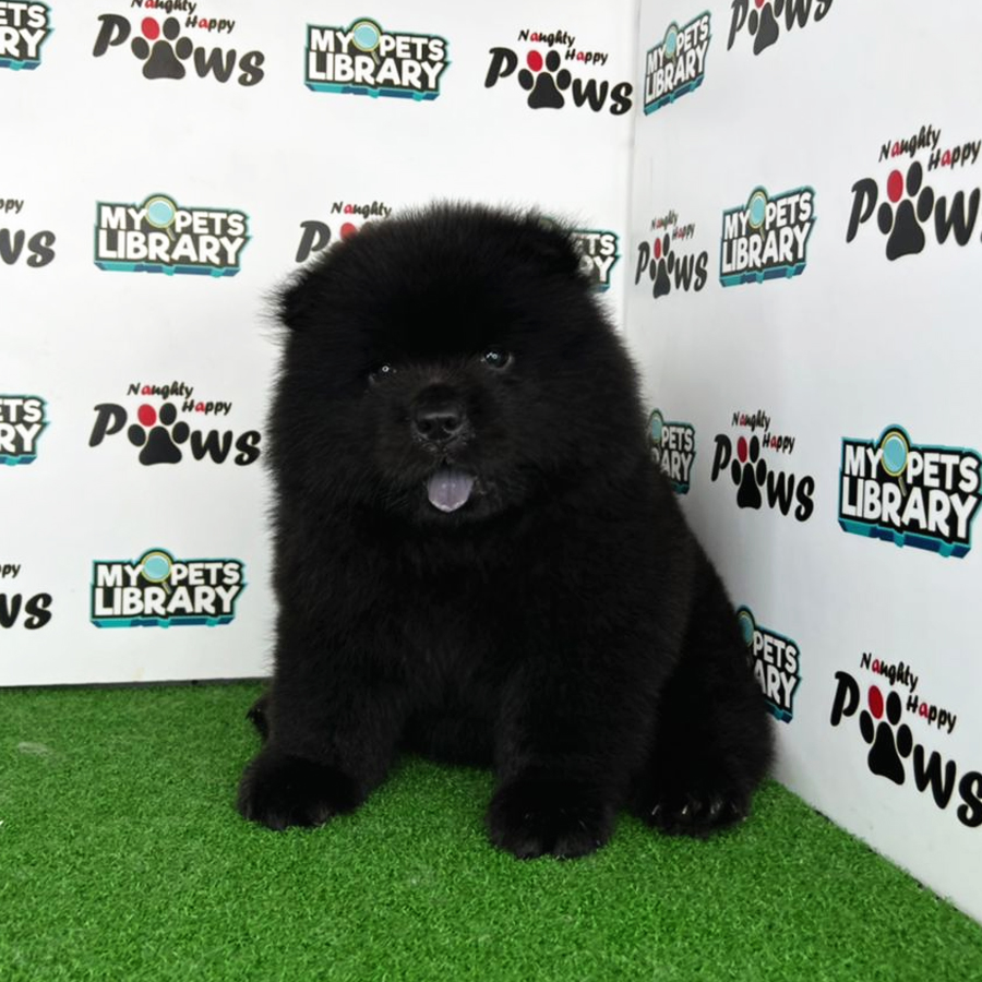 Chow Chow Puppy (Female) For Sale