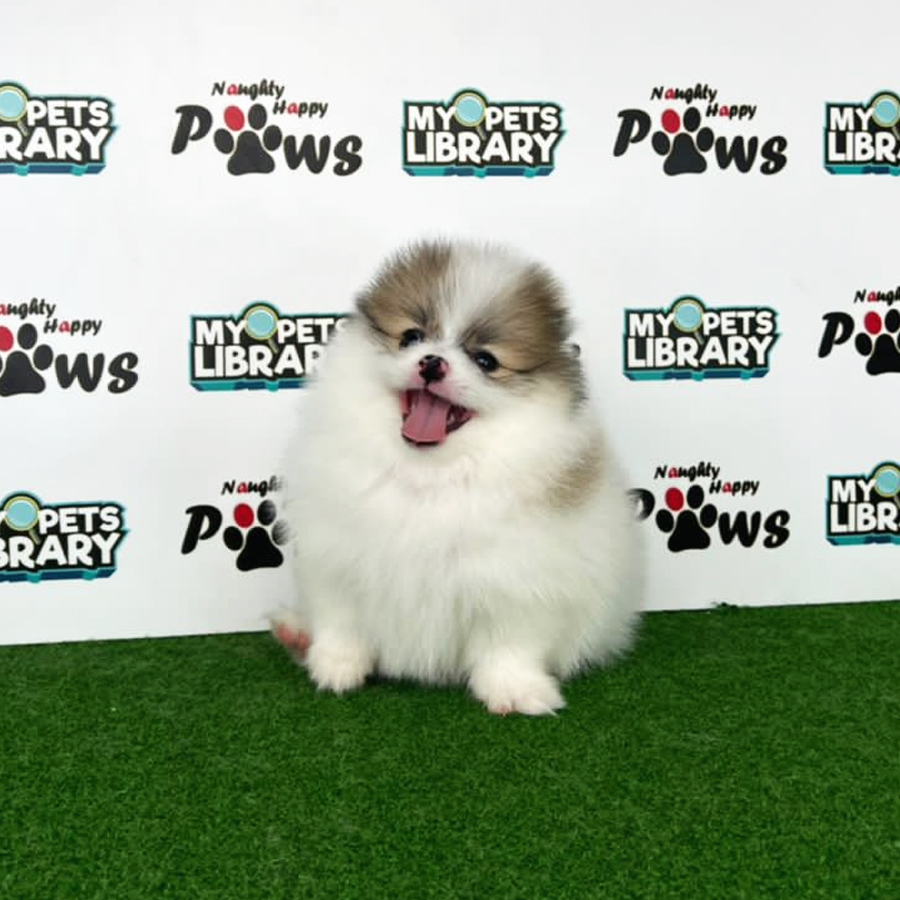 Pomeranian Puppy (Female) For Sale