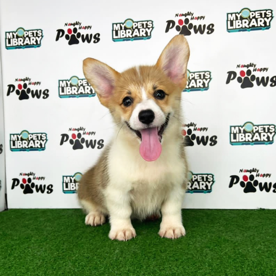 Welsh Corgi Puppy (Female) For Sale