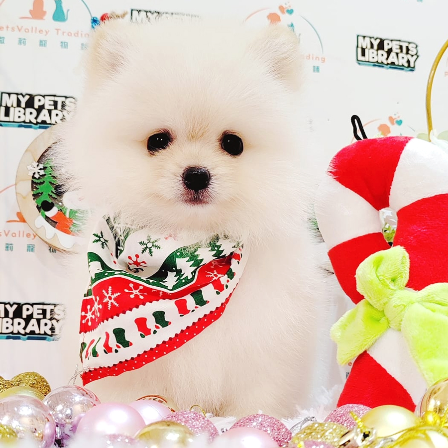 Pomeranian Puppy (Male) For Sale
