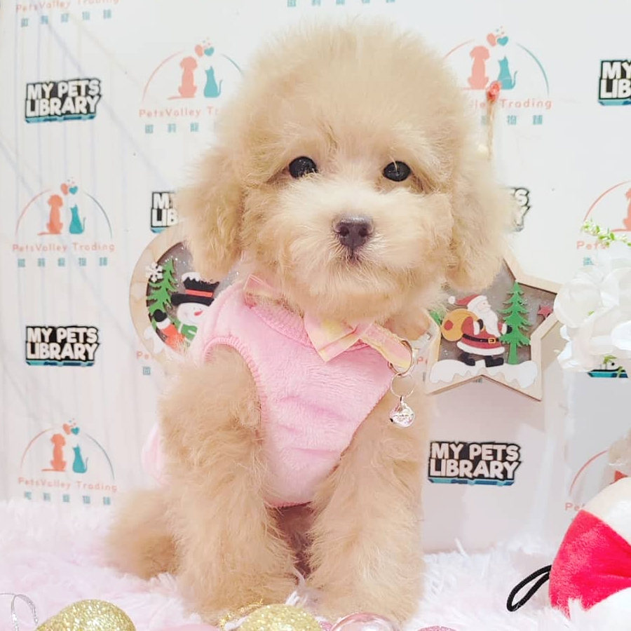 Toy Poodle Puppy (Male) For Sale