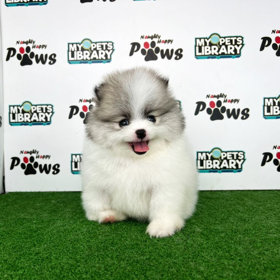 Pomeranian Puppy (Male) For Sale