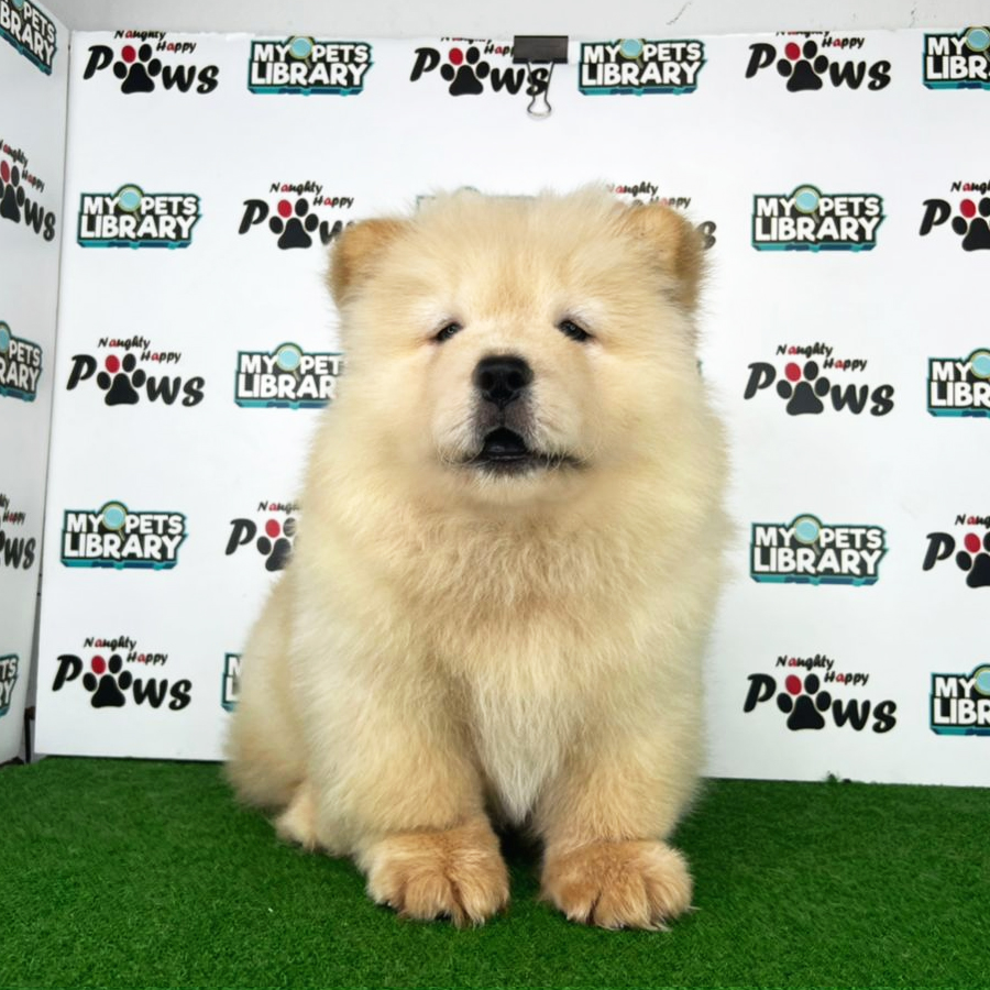 Chow Chow Puppy (Male) For Sale