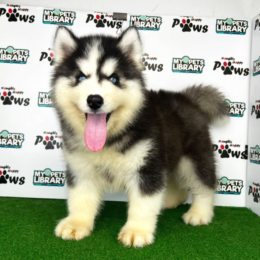 Wooly Husky Puppy (Male) For Sale