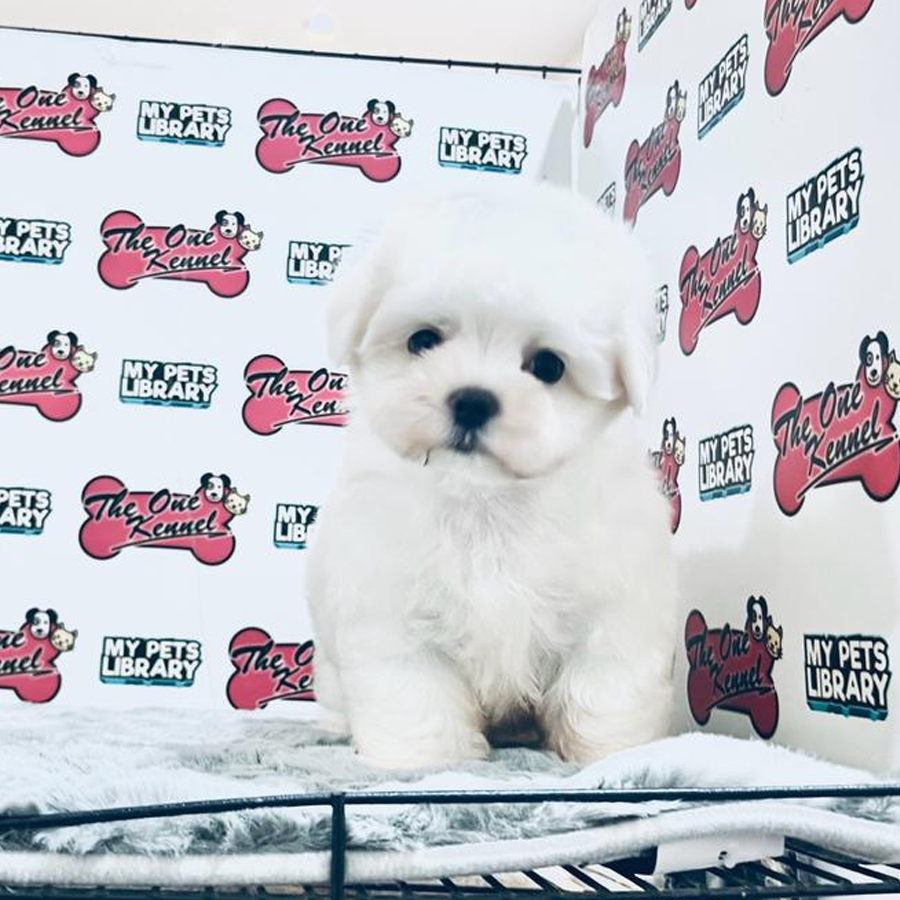 MKA Maltese Puppy (Male) For Sale
