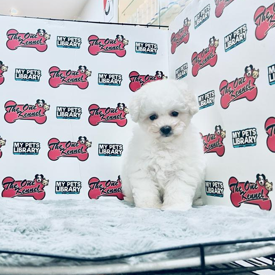 MKA Bichon Frise Puppy (Female) For Sale
