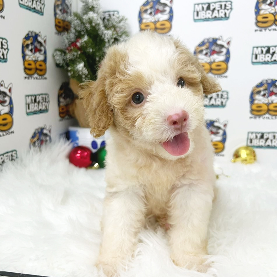 Maltipoo Puppy (Male) For Sale