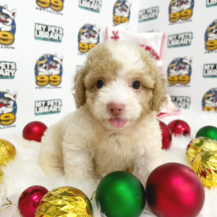 Maltipoo Puppy (Female) For Sale