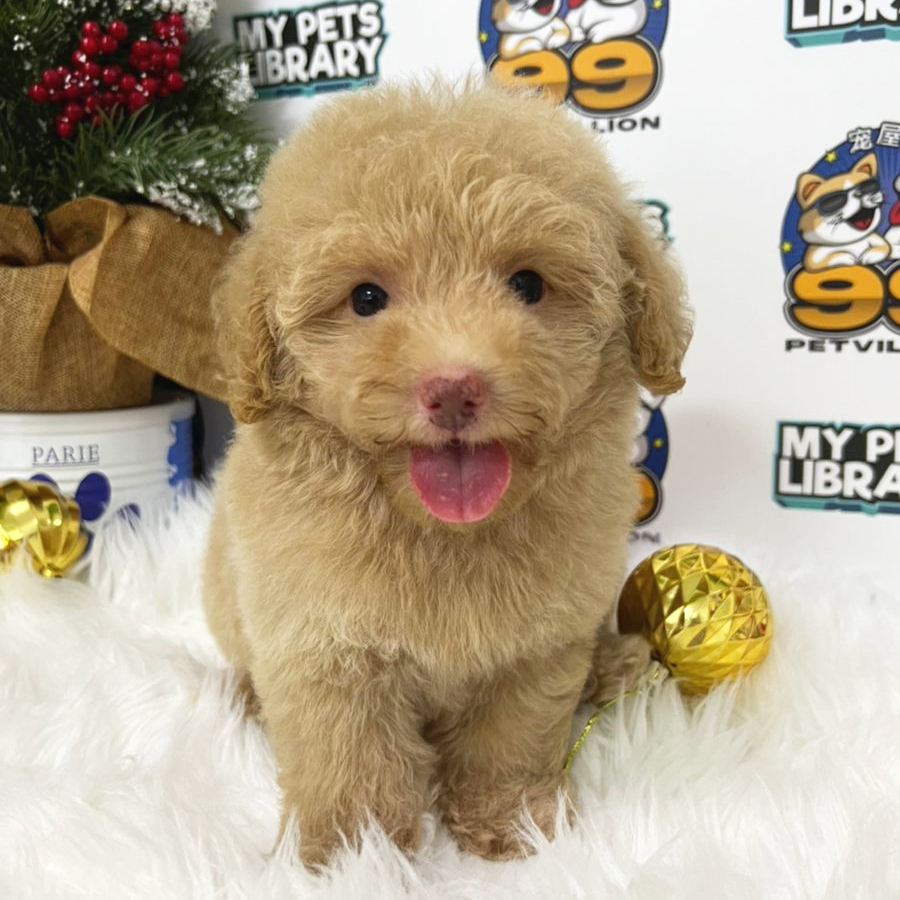 Toy Poodle Puppy (Female) For Sale